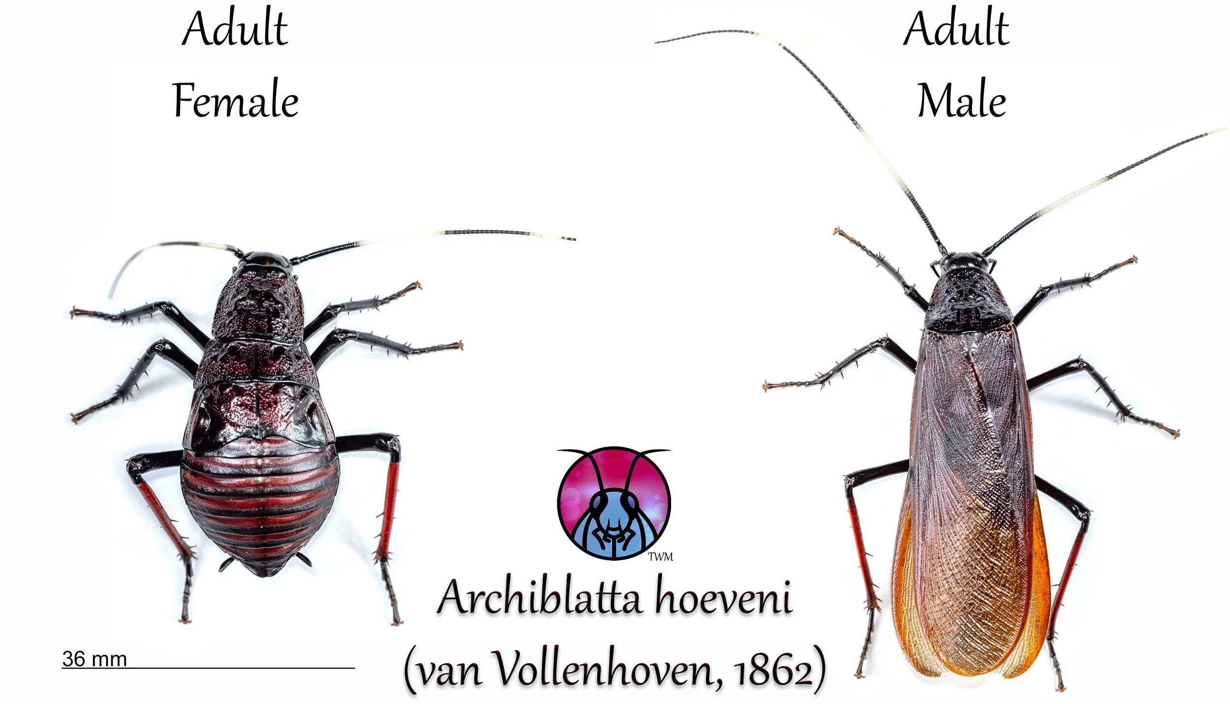 Archiblatta hoeveni, The Hoven's Roach — The Wild Martin